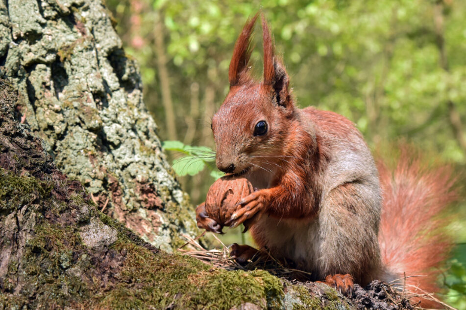 Dieses Eichhörnchen ist quicklebendig. Im Gegensatz zu seinen Artgenossen, die in Karlsruhe aufgehängt wurden. (Symbolbild)