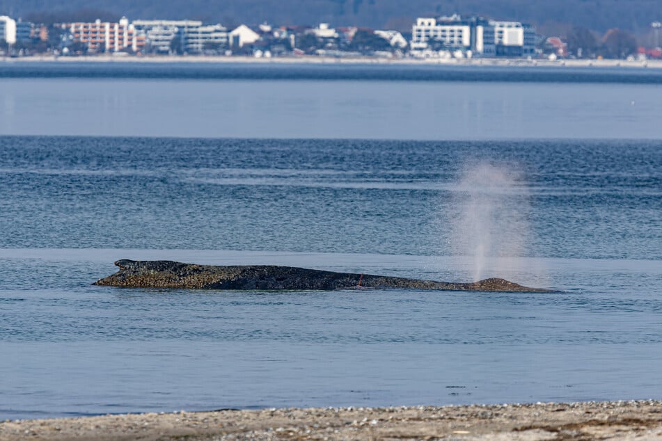 Der Buckelwal ist an der Ostseeküste vor Niendorf gestrandet. Die Polizei hat das Gelände abgesperrt, um das Tier nicht zu beunruhigen