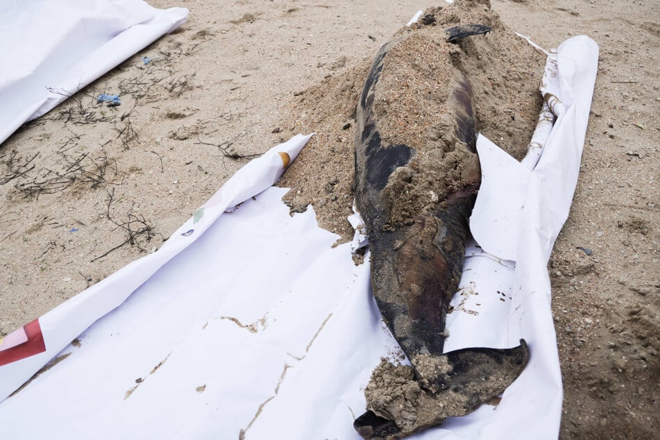 A dead dolphin is found during an oil spill clean-up operation following the December 15, 2024, crash of the Volgoneft 212 and Volgoneft 239 oil tankers in the Kerch Strait.