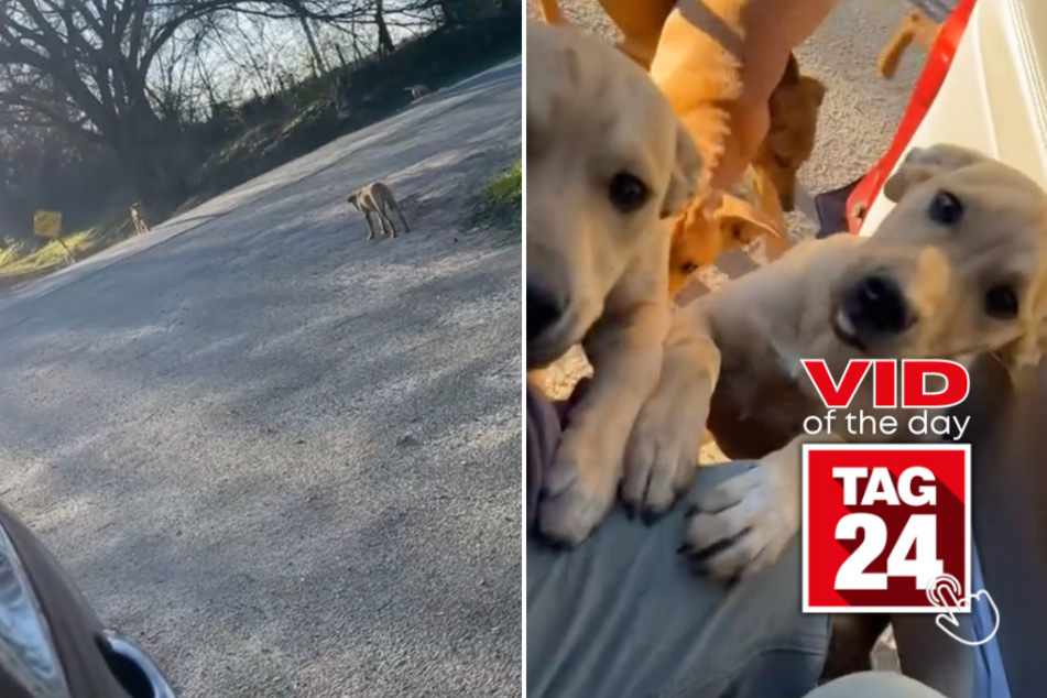 viral videos: Viral Video of the Day for January 1, 2025: Girl in shock as dozens of abandoned dogs emerge from woods