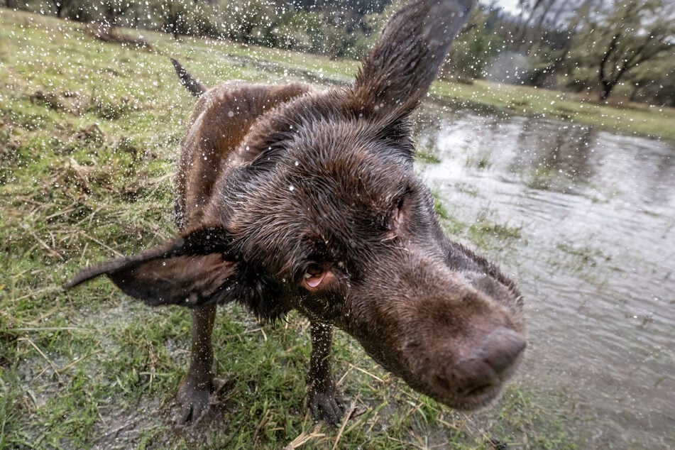 Berliner Hunde freuen sich über die Erfrischung, die in anderen deutschen Städten bereits keine Ausnahme ist. (Symbolbild)
