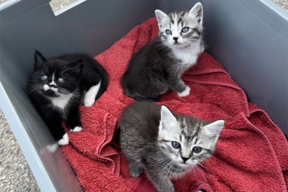Die kleinen Katzen wurden dem Tierheim übergeben.