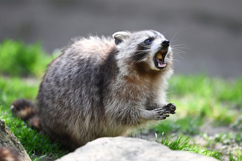 Waschbären stellen eine große Herausforderung für unsere Fauna dar.