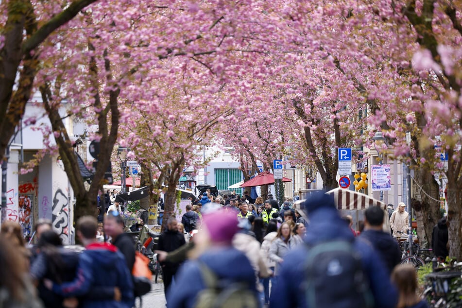 Pünktlich zum Osterwochenende zeigen die berühmten Bonner Kirschblüten ihre volle Pracht.