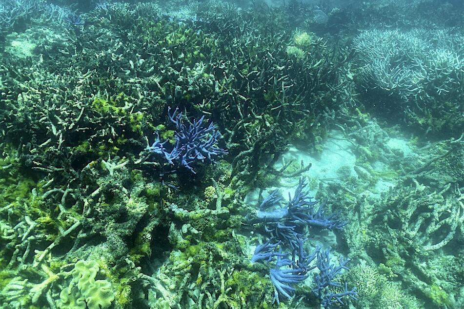 Large portions of the Great Barrier Reef are losing their vibrant colors as climate change does its damage.
