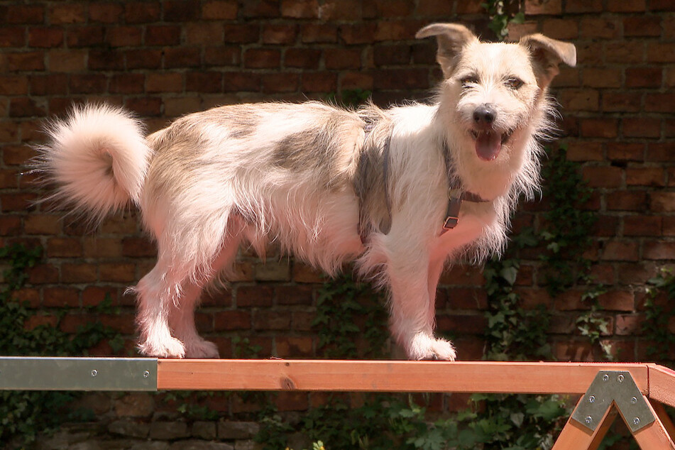 "Kuschelprinz" Eljo ist ein hübscher Terrier-Mix, der nach einigen Startschwierigkeiten nun ein liebevolles Zuhause sucht.