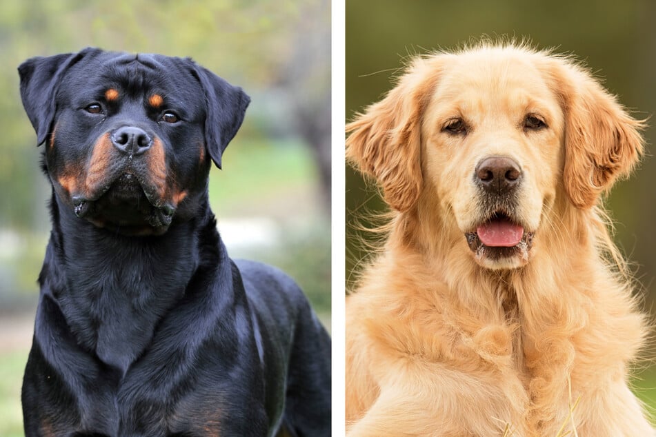 A purebred Rottweiler (l.) and Golden Retriever make for some adorable mixed offspring (stock images).