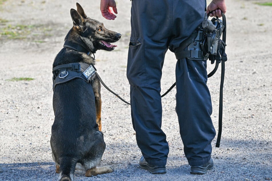 Auch ein Fährtenspürhund kam zum Einsatz. (Symbolbild)