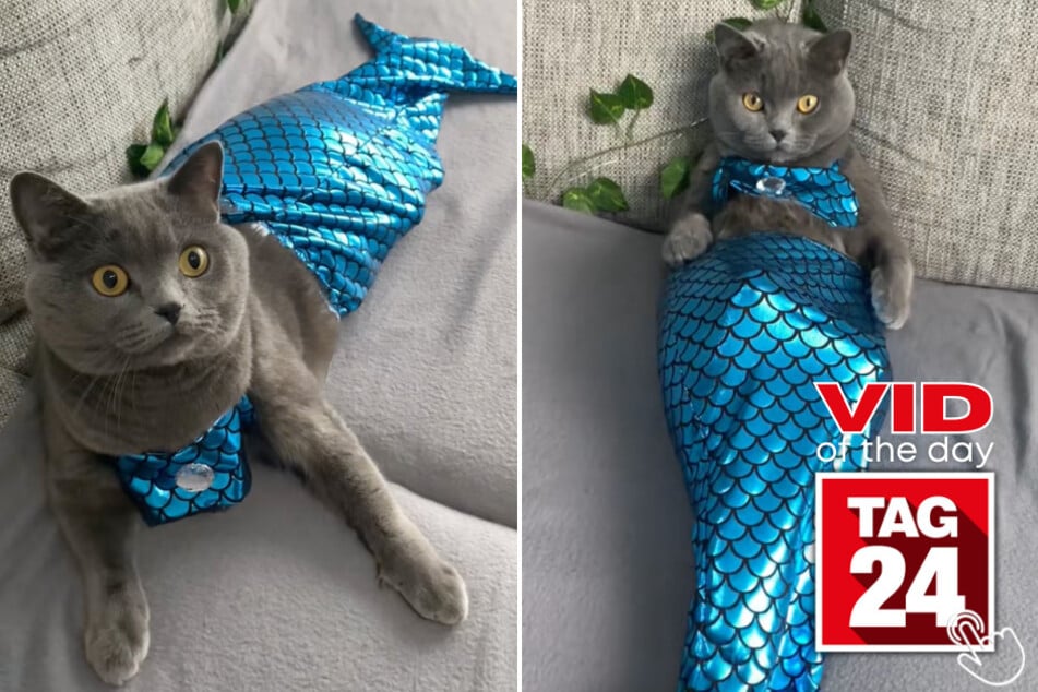 Today's Viral Video of the Day features a cat on TikTok that stole hearts while wearing a beautiful blue mermaid tail!