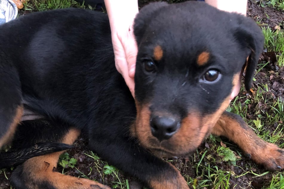Diesen Rottweiler-Welpen fanden Zollbeamte unter anderem in dem bulgarischen Transporter.