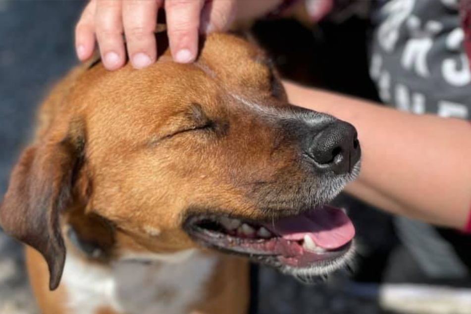 Wirkt auf den ersten Blick süß, scheint aber recht anstrengend zu sein: Rüde Rusty.