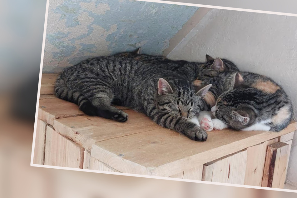 Nach tragischem Tod zweier Katzenkinder: Tierhilfe ist "am Rande der Verzweiflung"!
