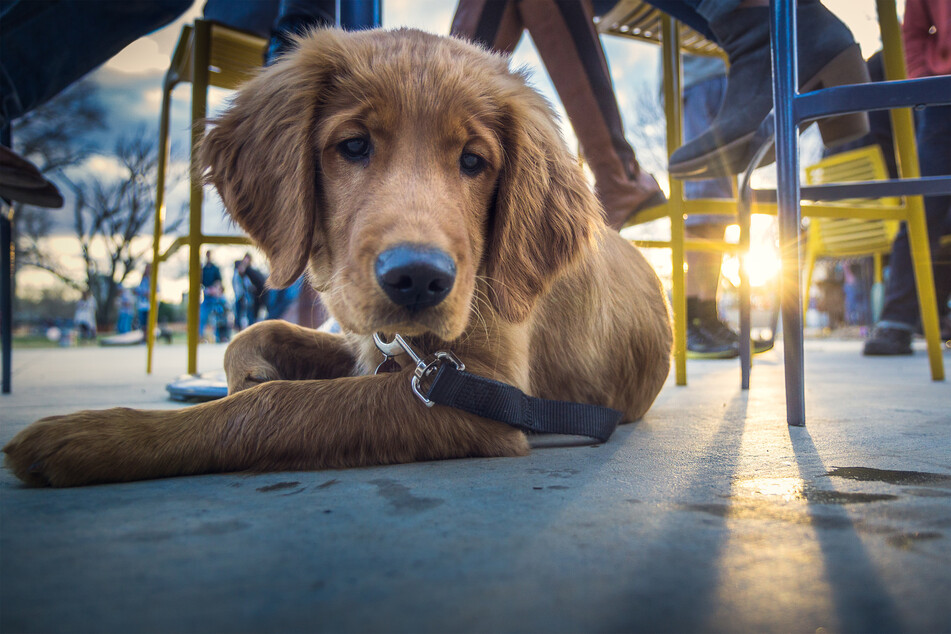 Dogs will scare some people, so you need them to be fully trained before you take them to a bar.