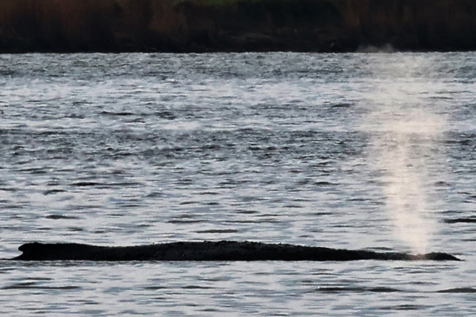 Der Samstagmorgen begann mit mehreren Fontänen von Timmy.