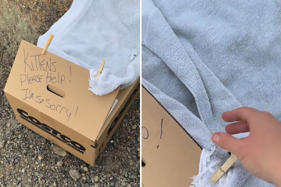 Vet is shocked by "abandoned kittens" left on her doorstep: "Those were Schroedinger’s cats"