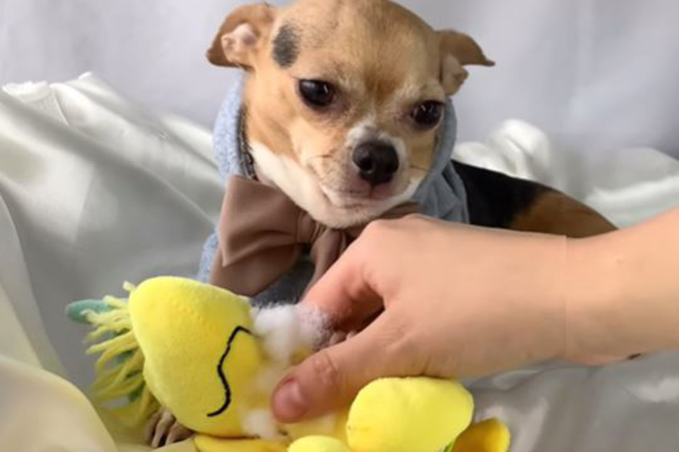 Chihuahua Buddy loves his stuffed animals... and ripping them to shreds.