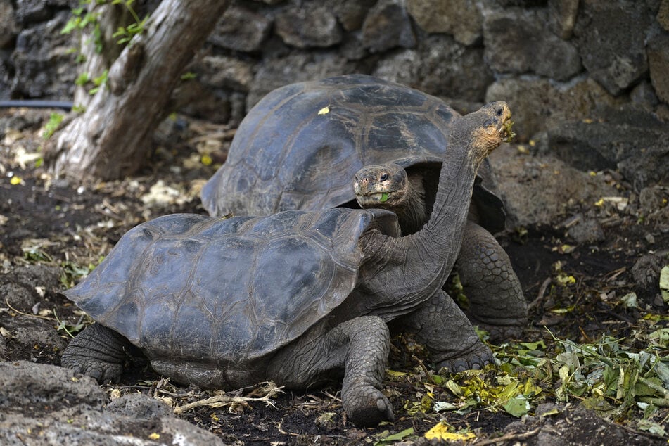 Die Riesenschildkröten sind Schlüsselarten für die Region. (Archivbild)