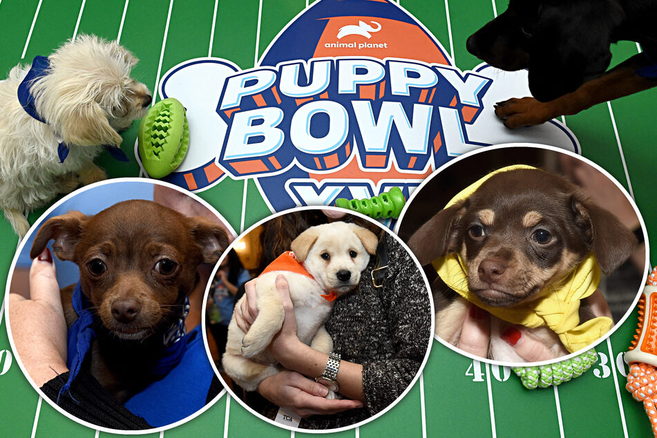 "Puppy Bowl" stiehlt dem "Super Bowl" die Show: 122 Hunde suchen ein neues Zuhause!