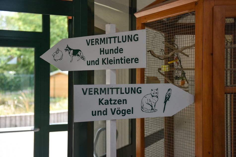 Alle Freunde von Tieren sollten am Samstag dem Tierheim in Stetzsch einen Besuch abstatten.