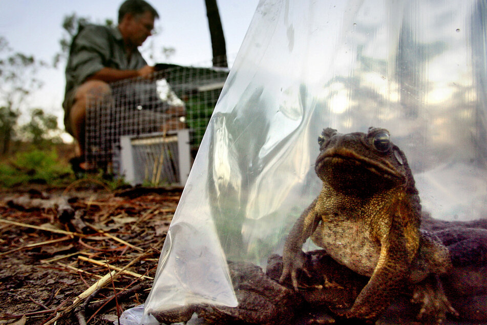 The cane toad is among a huge number of invasive animal and plant species that are spreading at an alarming rate all over the world.