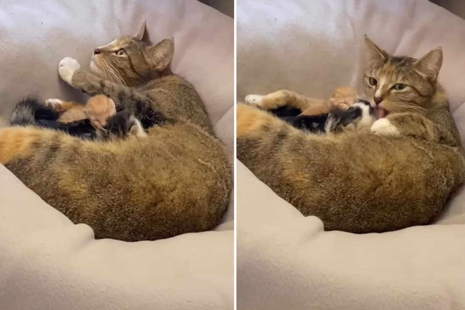 Katze Yuka hat erst vor wenigen Stunden ihre vier Babys zur Welt gebracht.