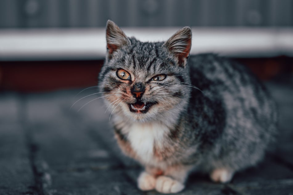 Angry cats are rather obvious, largely due to their body language.