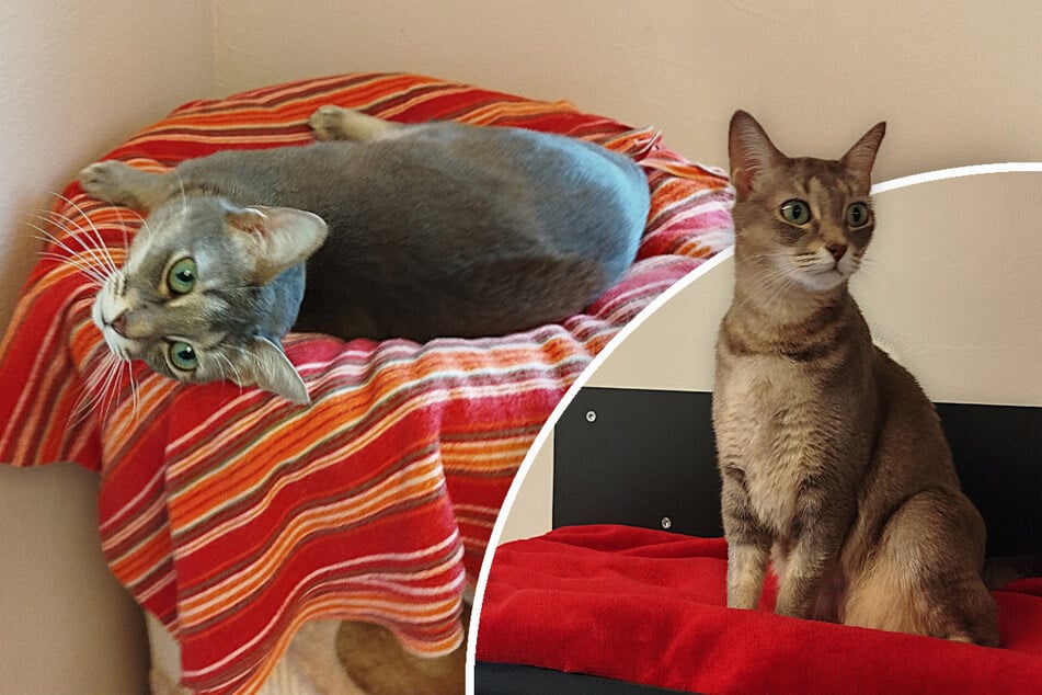Chat reste lors du déménagement : Bouboude obtiendra-t-il une deuxième chance ?