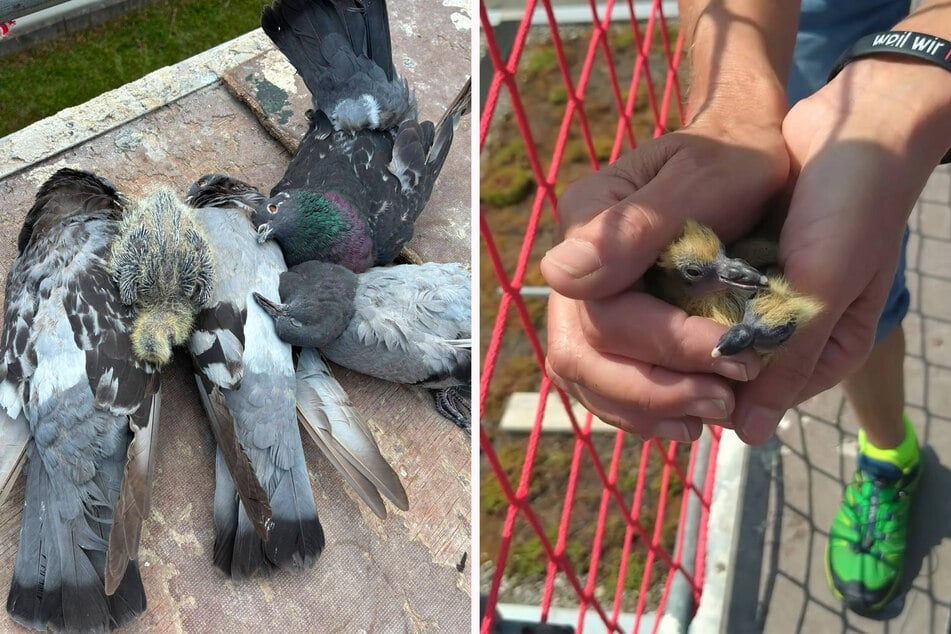 Einige Tiere waren stark dehydriert.