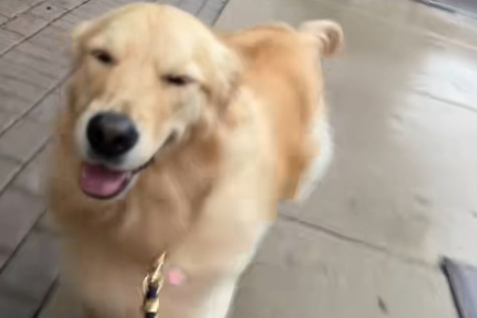 Golden Retriever Burrow läuft durch den Regen - für das Publikum 1,1 Millionen Likes wert.