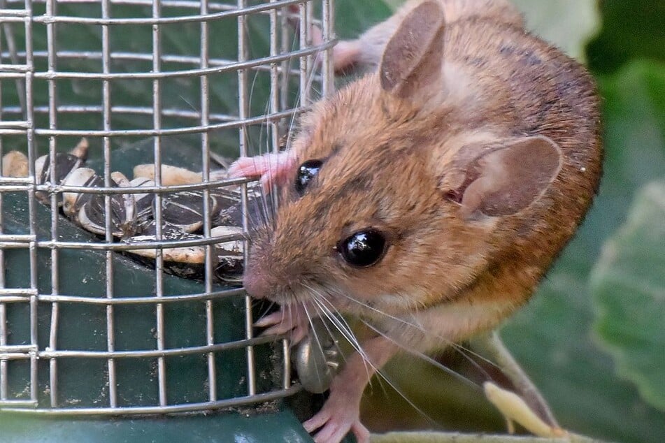 Üblicherweise werden Hantaviren durch infizierte Ratten oder Mäuse übertragen. (Symbolfoto)
