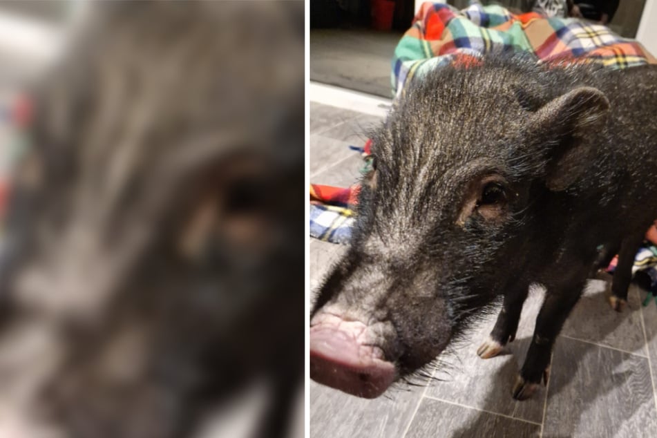 Halterin zieht aus und lässt Schweinchen auf Balkon zurück: Polizei rettet das arme Tier