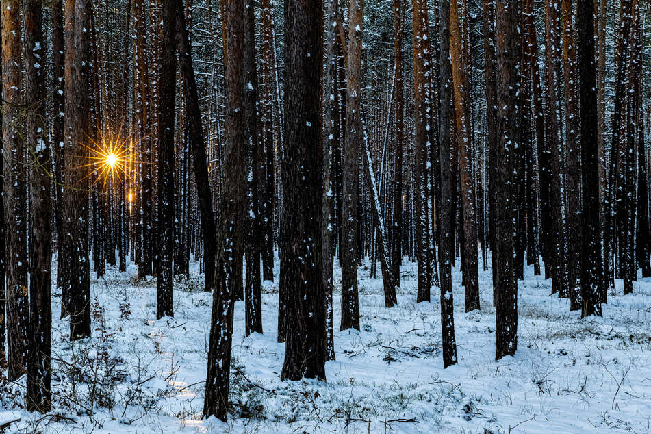Der Hund wurde von einem jungen Mann in einem Waldgebiet entdeckt. (Symbolfoto)