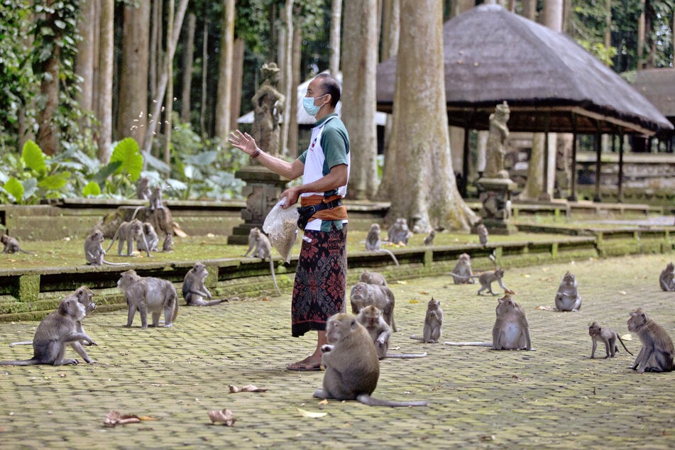 Made Mohon, Park-Manager des Sangeh Monkey Forest, füttert die Makaken mit gespendeten Erdnüssen.