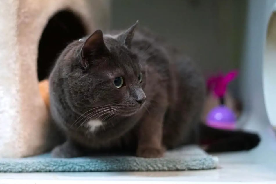 Die Fellnase mag es ruhig, ohne Hunde oder kleine Kinder.