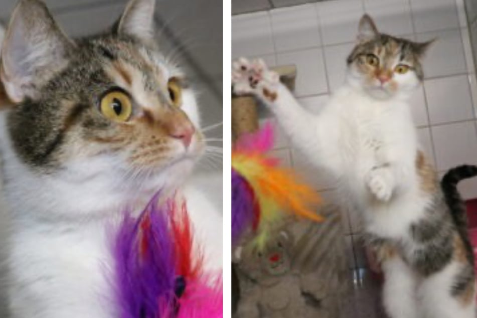 Anastasia ist ein verspieltes Katzenmädchen, das die Nähe zu Menschen sehr genießt.