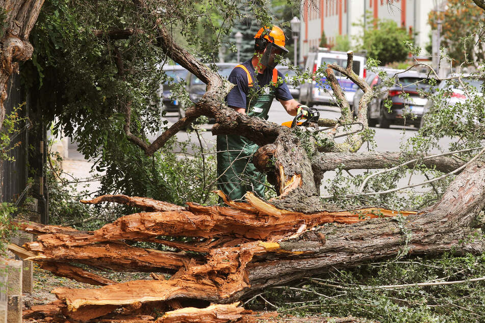 Feuerwehrleute zersägten den Baum auf der Böttgerstraße.