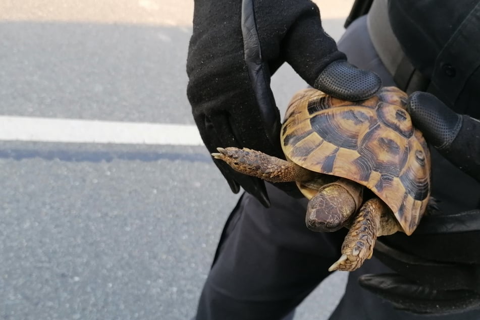 Ungewöhnlicher "Geisterfahrer": Polizei nimmt Schildkröte fest!