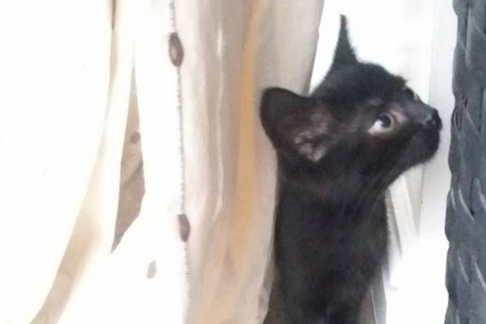 Katze ist nach Autounfall verschwunden: Sechs Jahre später erreicht Besitzer krasse Nachricht