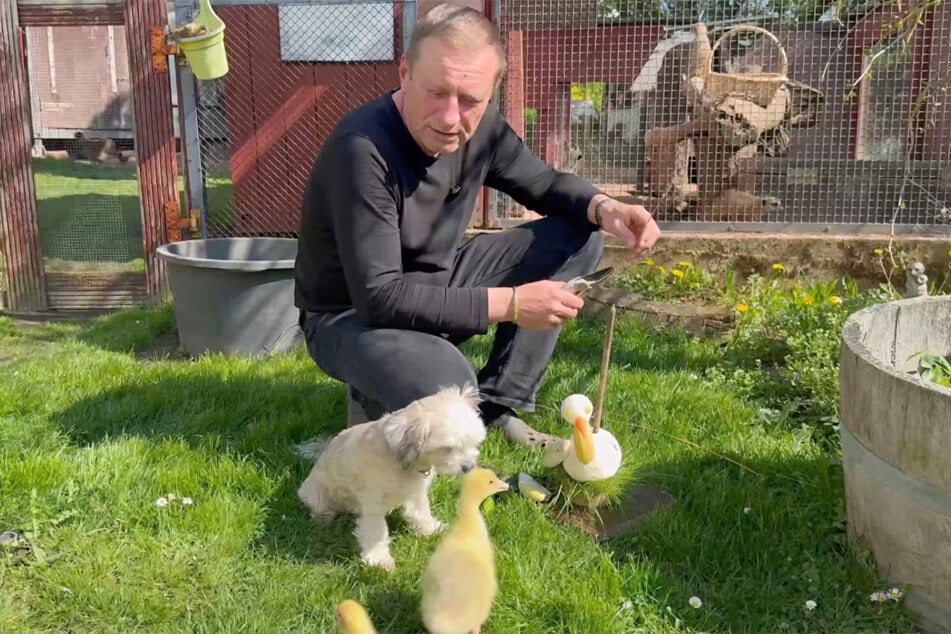 Auch Hündin Luna verstehe sich prächtig mit dem Federvieh.