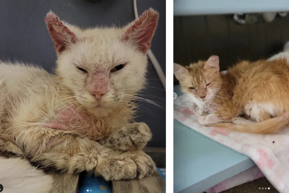 When Mystic the cat was rescued, his eyes were crusted shut due to a bad case of mange.
