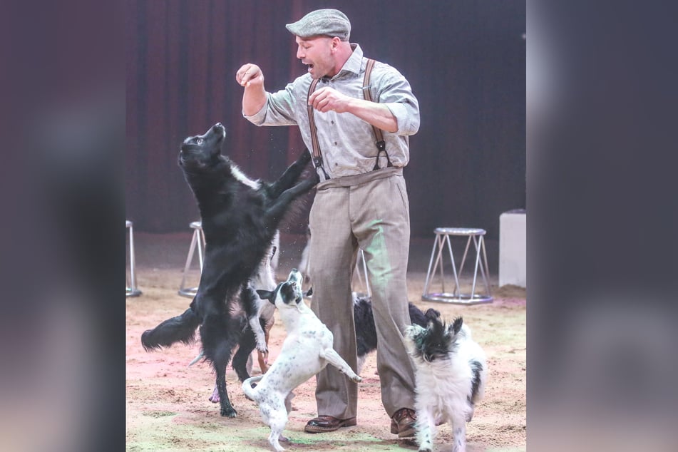 Fünf Hunde umspringen den Tiertrainer im Dresdner Weihnachts-Circus.