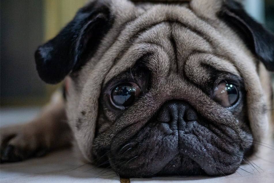 Qualzucht bei Hunden: Betroffene Rassen und worunter sie leiden