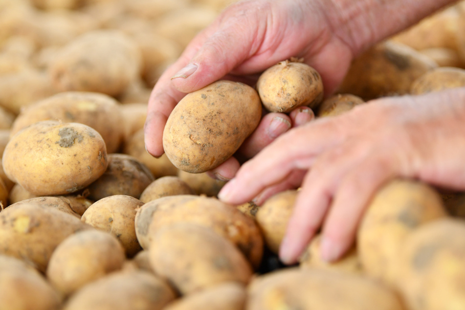 Pro Kopf und Jahr werden rund 55 Kilo Kartoffeln verbraucht. (Symbolbild)