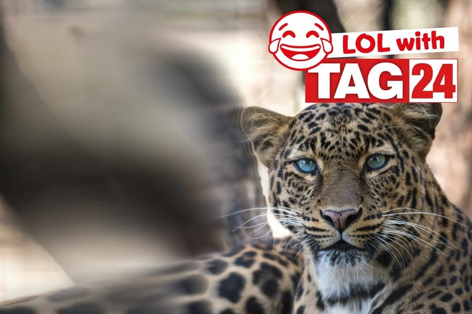 Joke of the Day for October 5, 2025: An animal joke for Sunday Funday.