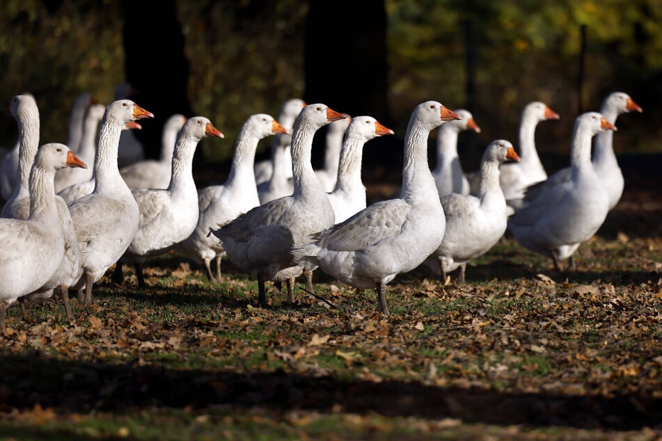 Die Martinsgänse haben ab sofort ausgeschnattert.