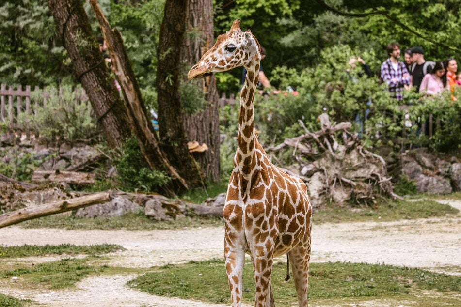 Wegen plötzlicher gesundheitlicher Komplikationen ist die Netzgiraffe "Taziyah" aus dem Tierpark Hellabrunn am Montag gestorben.