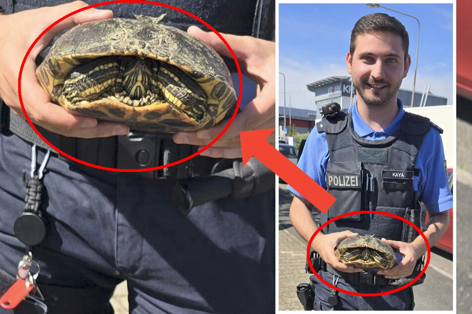 Die Schildkröte war über die komplette A661 bei Frankfurt spaziert, ohne von einem Auto erfasst worden zu sein.