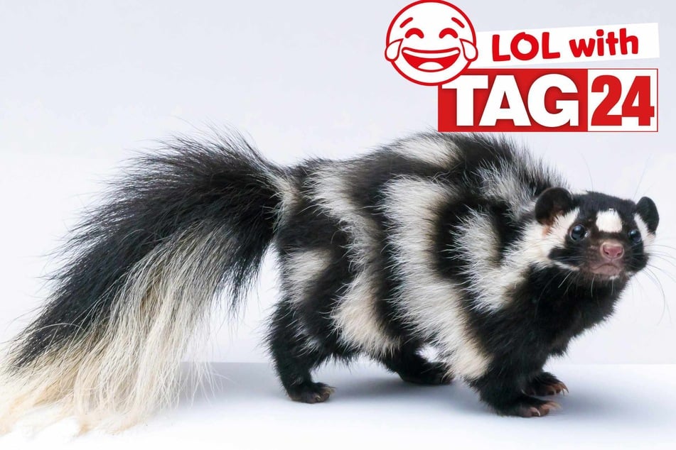 Joke of the Day for December 5, 2025: A smelly silly for you