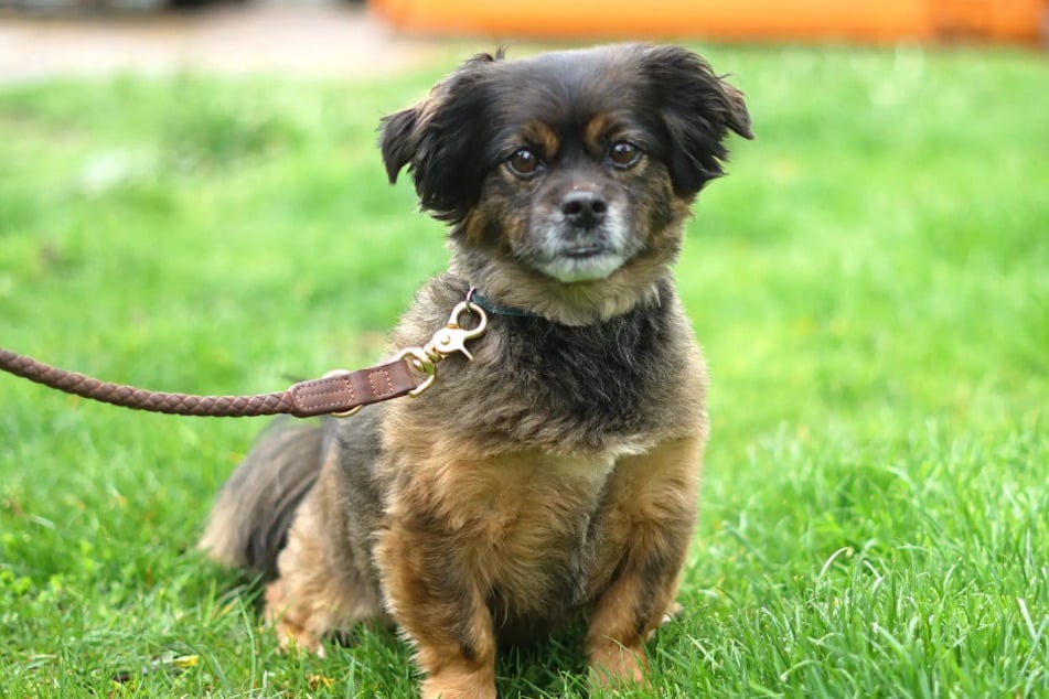 Hund Pedro (11) sucht zum zweiten Mal ein neues Zuhause.