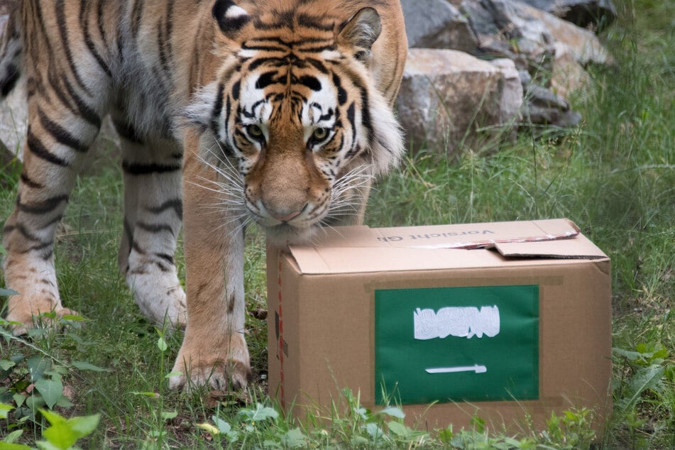 Der sibirische Tiger Wolodja begutachtet im Tierpark Chemnitz einen Karton.